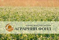 Станом на грудень 2019 р. авансування посівів Аграрним фондом є дуже низьким.